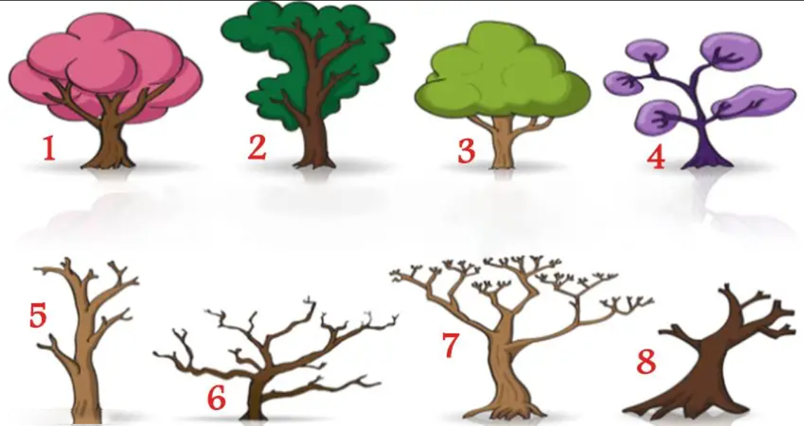 八棵树的图片